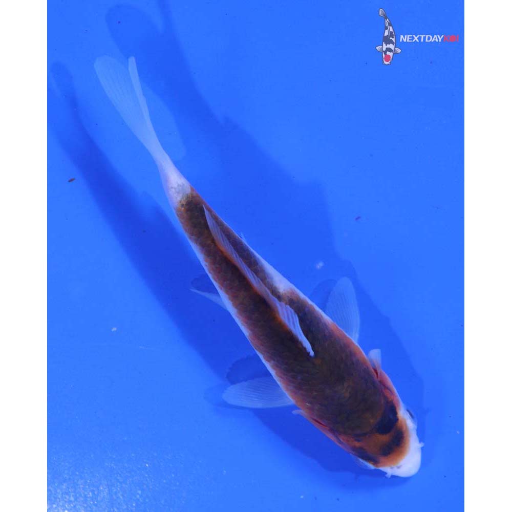 4” Imported Goromo