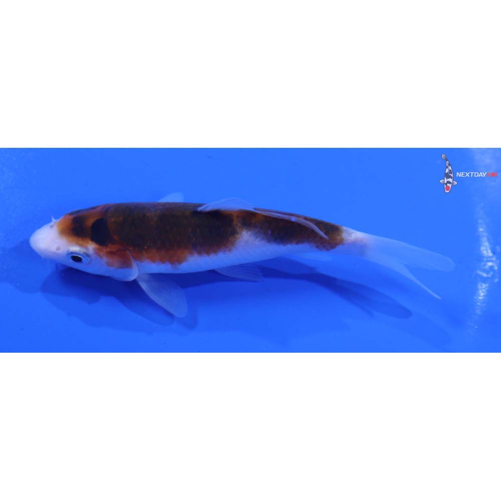 4” Imported Goromo