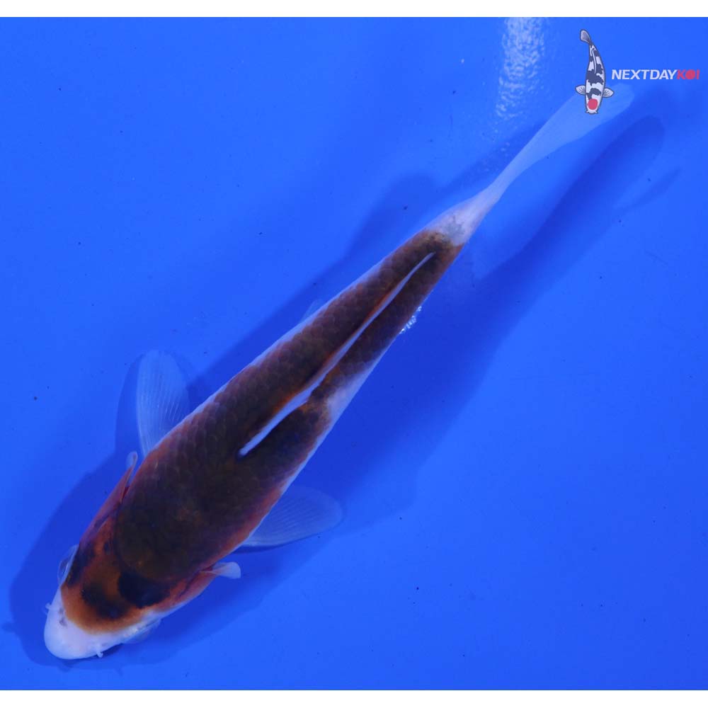 4” Imported Goromo