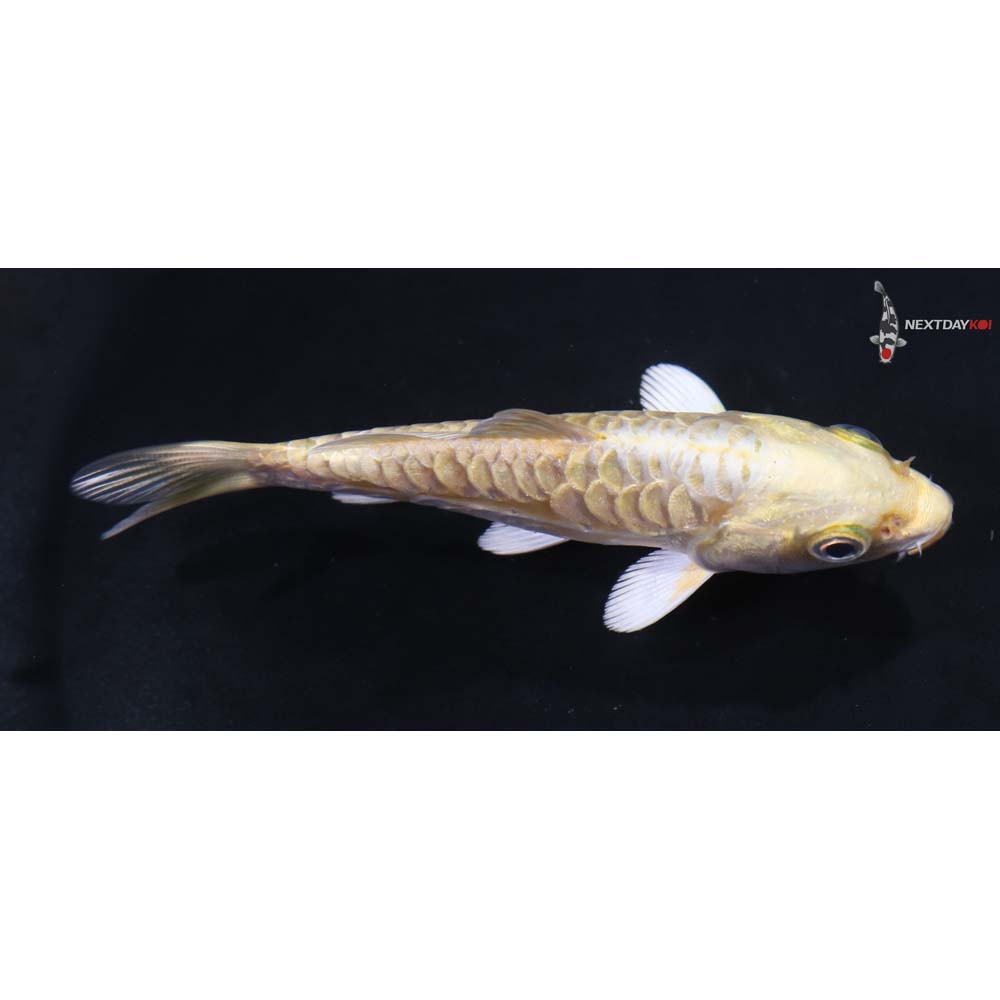 4” Imported Armor Scaled Yamabuki Ogon