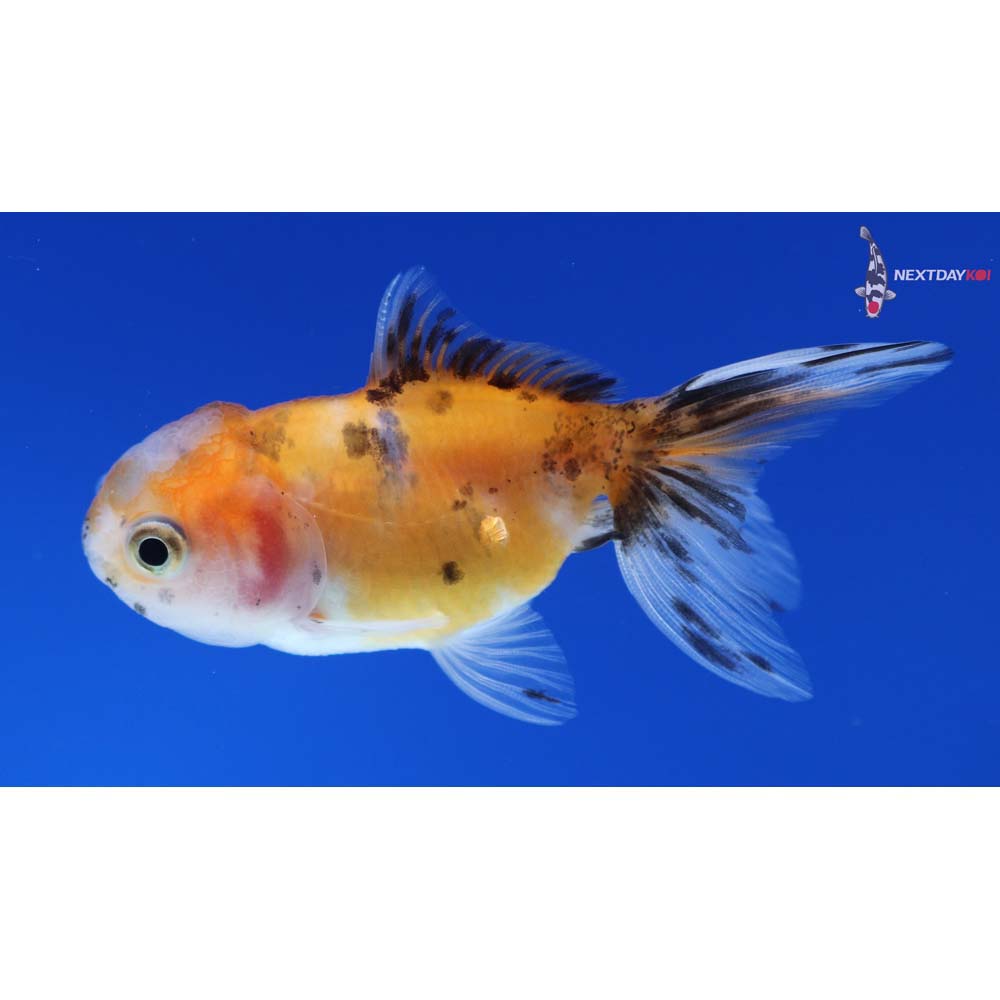 3” Imported Calico Oranda