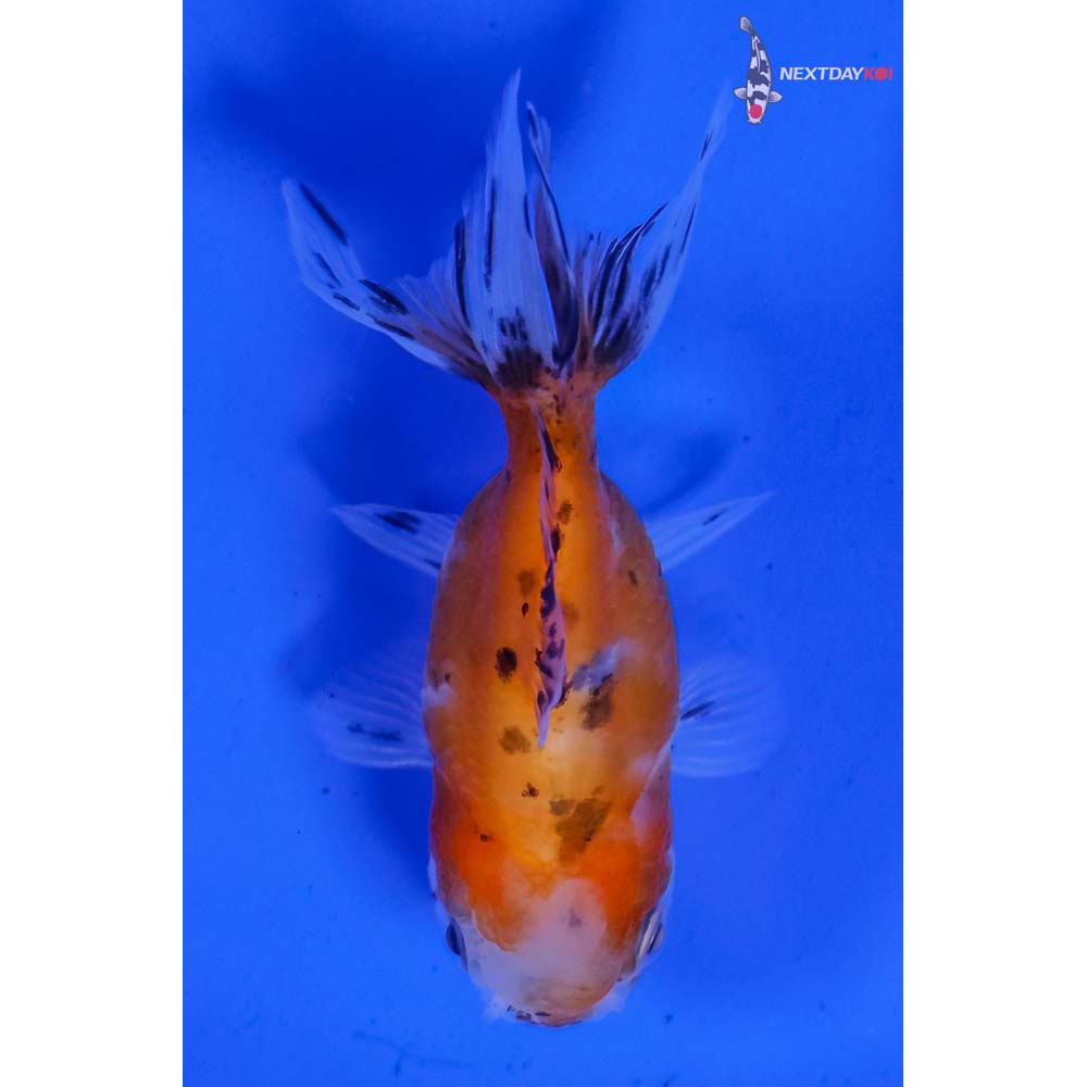 3” Imported Calico Oranda