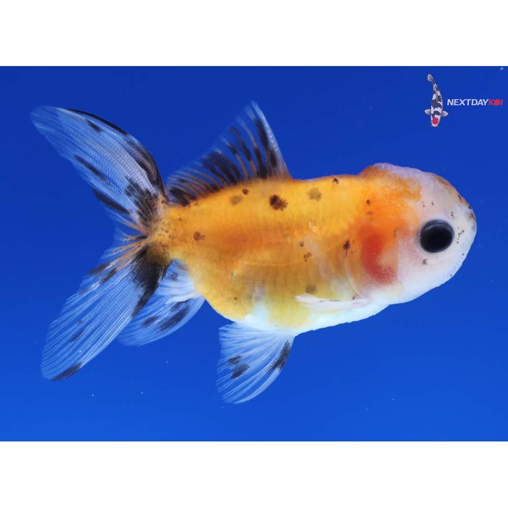 3” Imported Calico Oranda