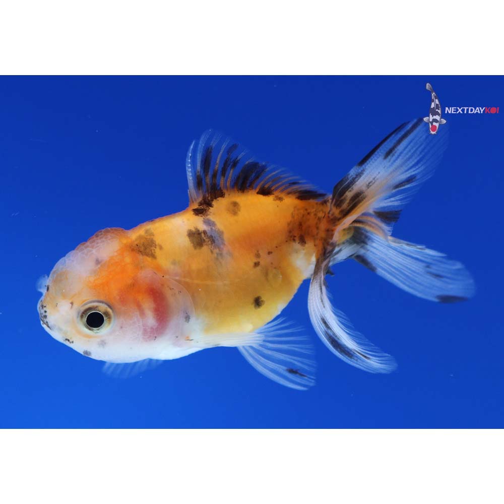 3” Imported Calico Oranda