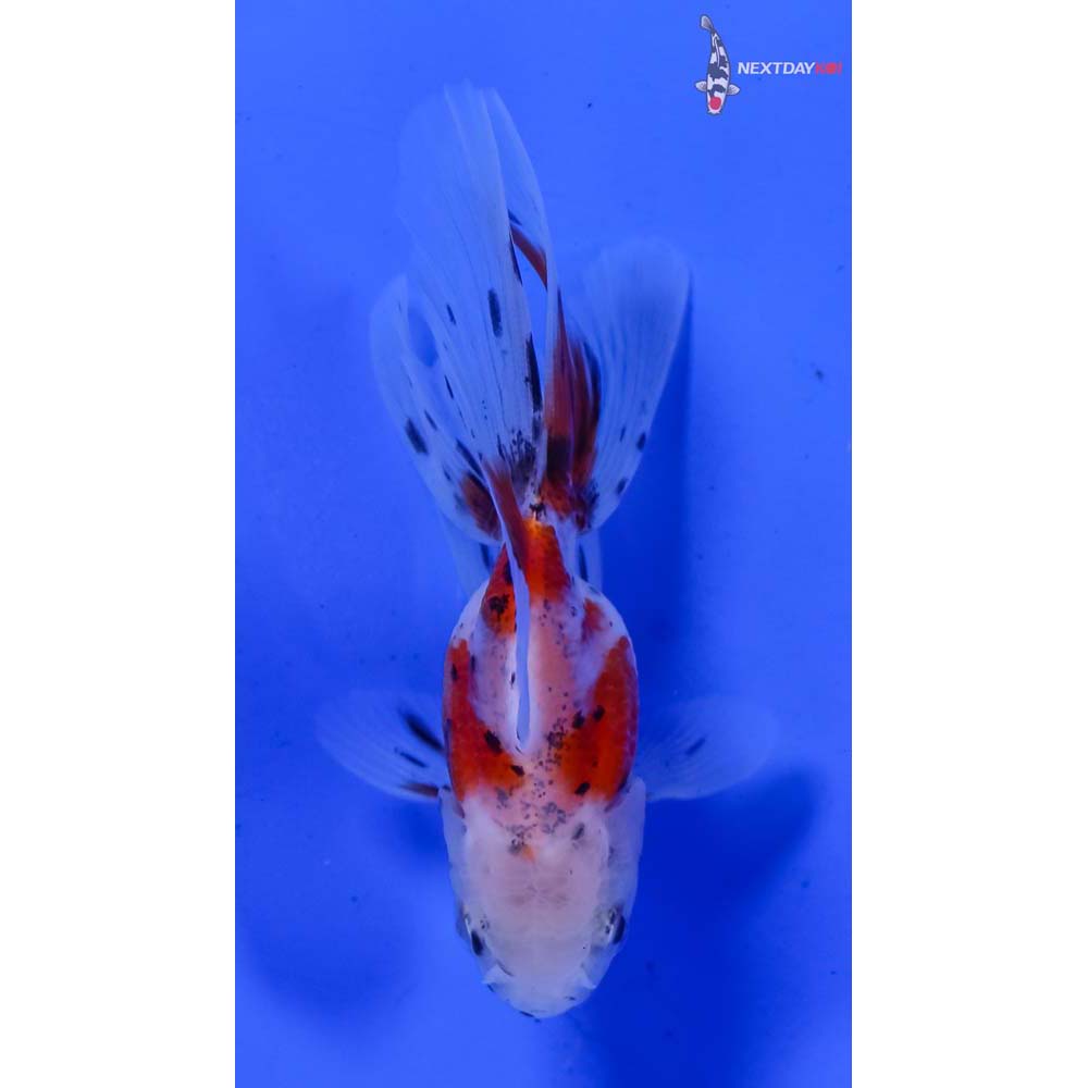 3” Imported Calico Oranda