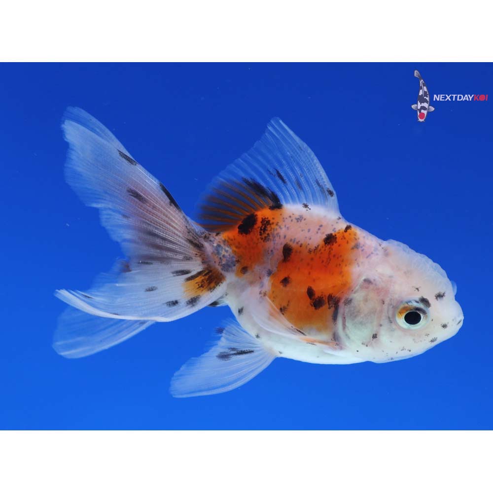 3” Imported Calico Oranda