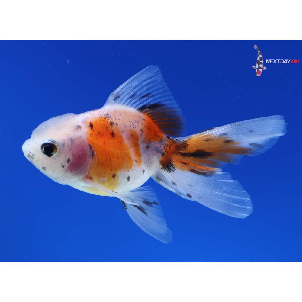 3” Imported Calico Oranda
