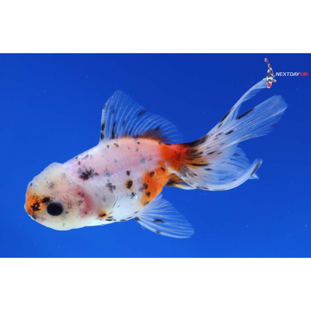 3.5” Imported Calico Oranda