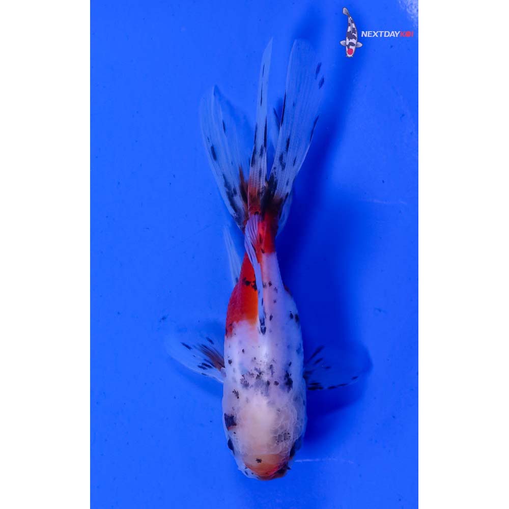 3.5” Imported Calico Oranda