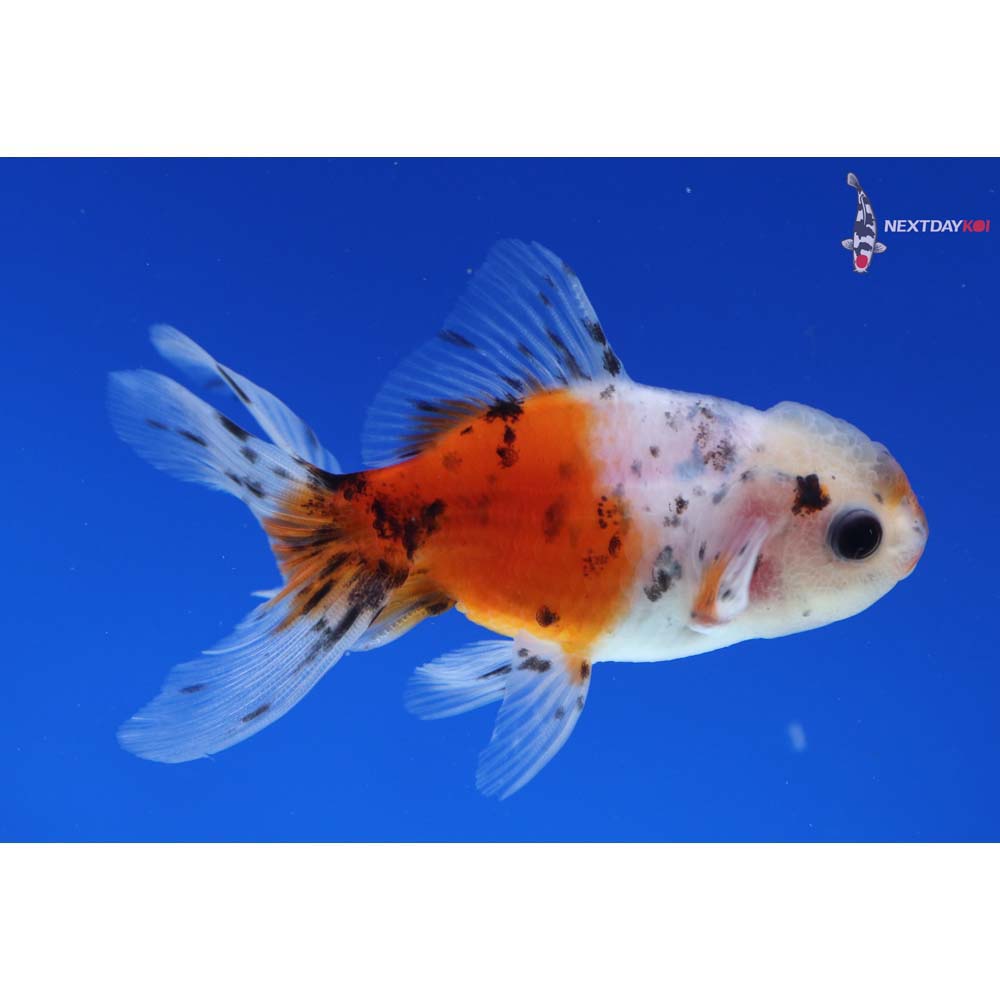 3.5” Imported Calico Oranda