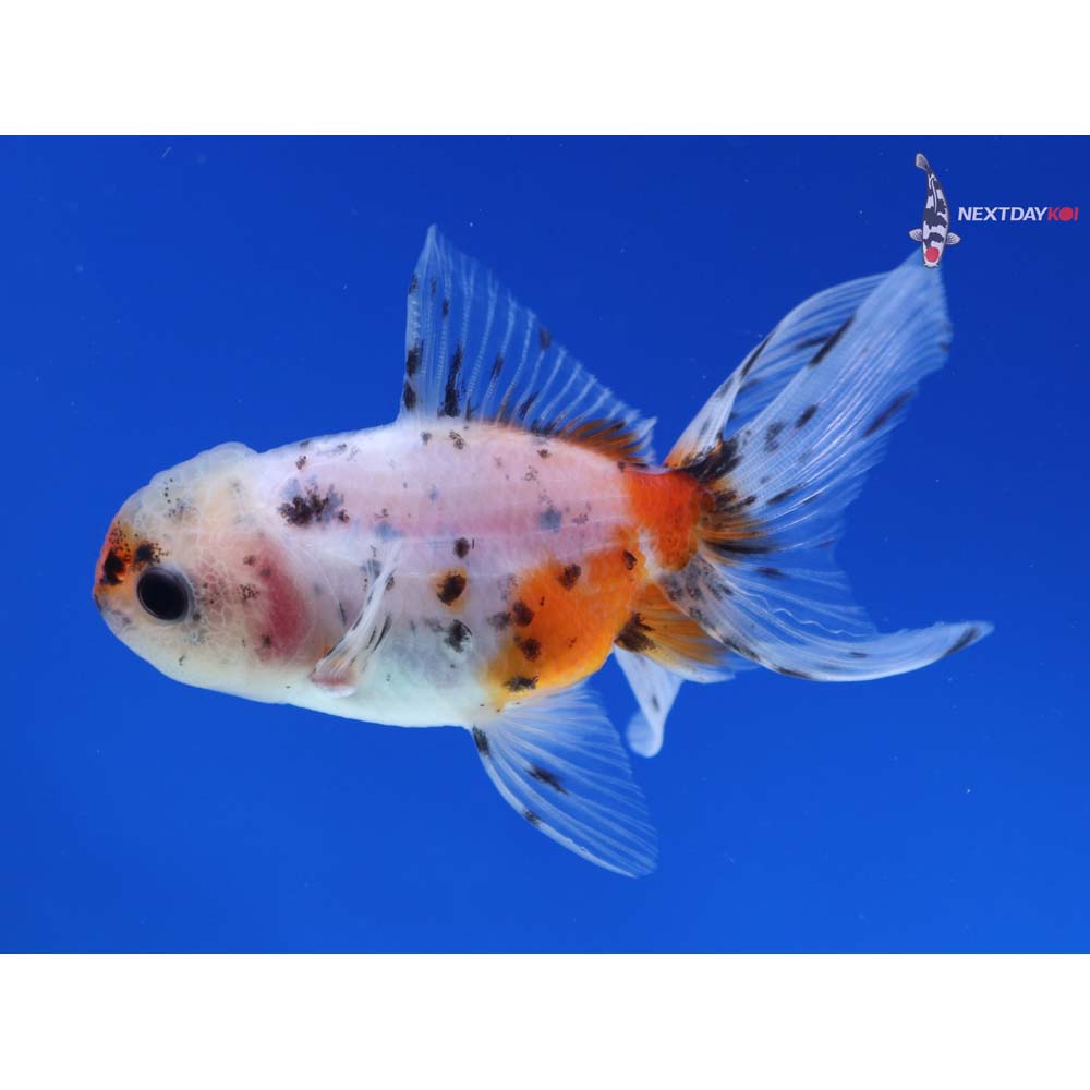 3.5” Imported Calico Oranda