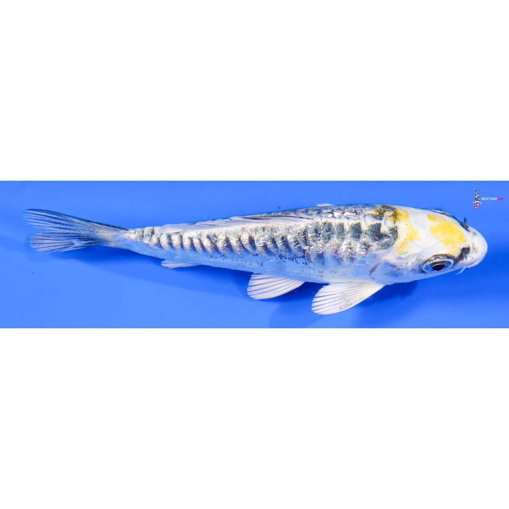 3.5” Imported Doitsu Gin Rin Kujaku