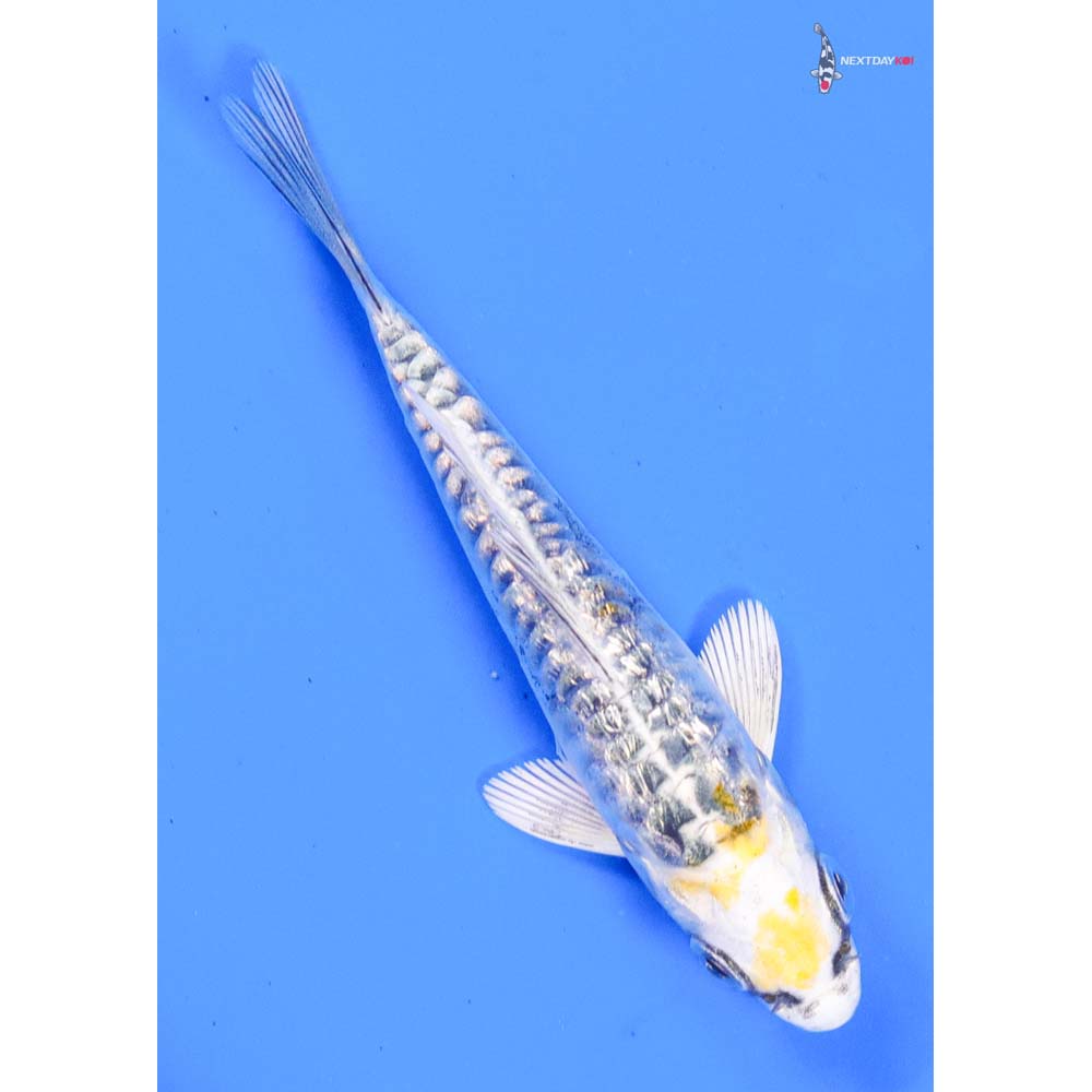 3.5” Imported Doitsu Gin Rin Kujaku