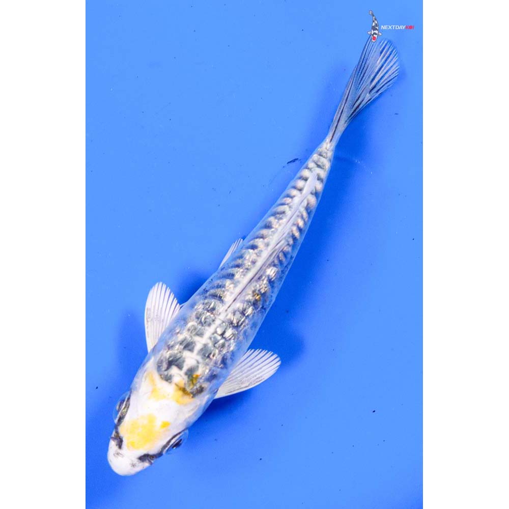 3.5” Imported Doitsu Gin Rin Kujaku