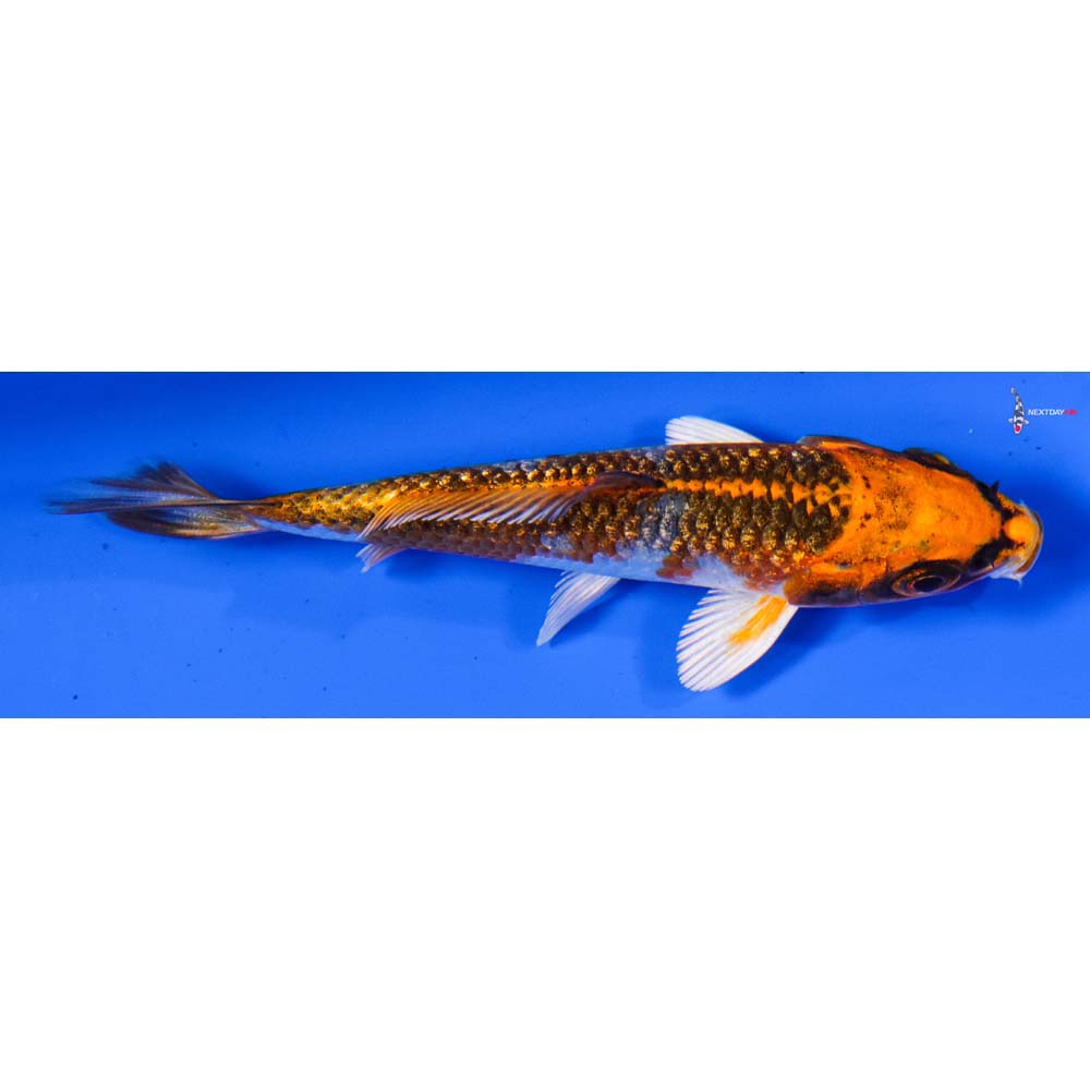 3.5” Imported Gin Rin Kujaku