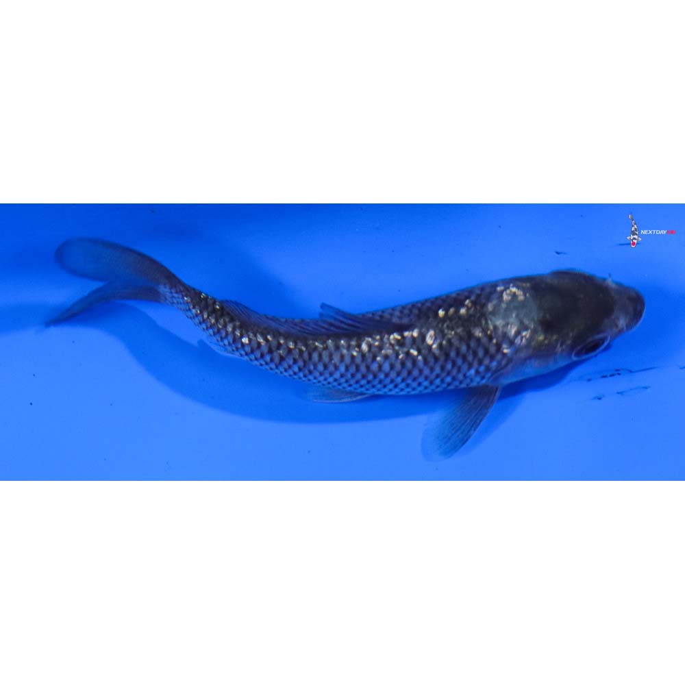 3.5” Imported Gin Rin Matsukawabakke