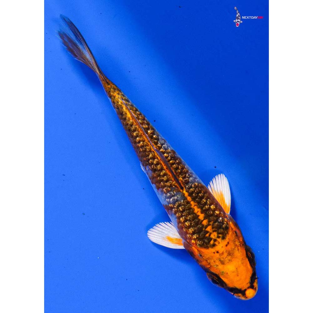 3.5” Imported Gin Rin Kujaku