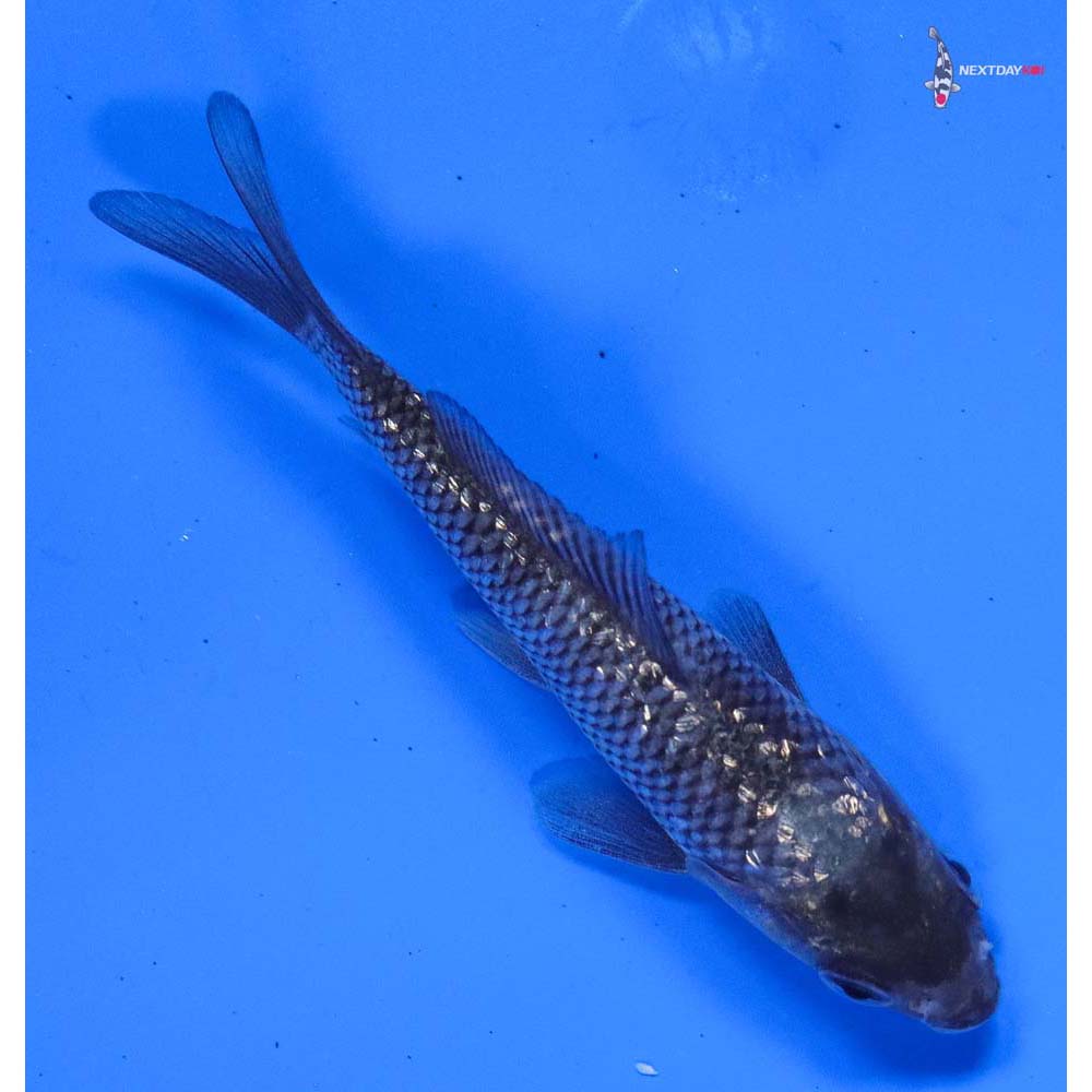 3.5” Imported Gin Rin Matsukawabakke