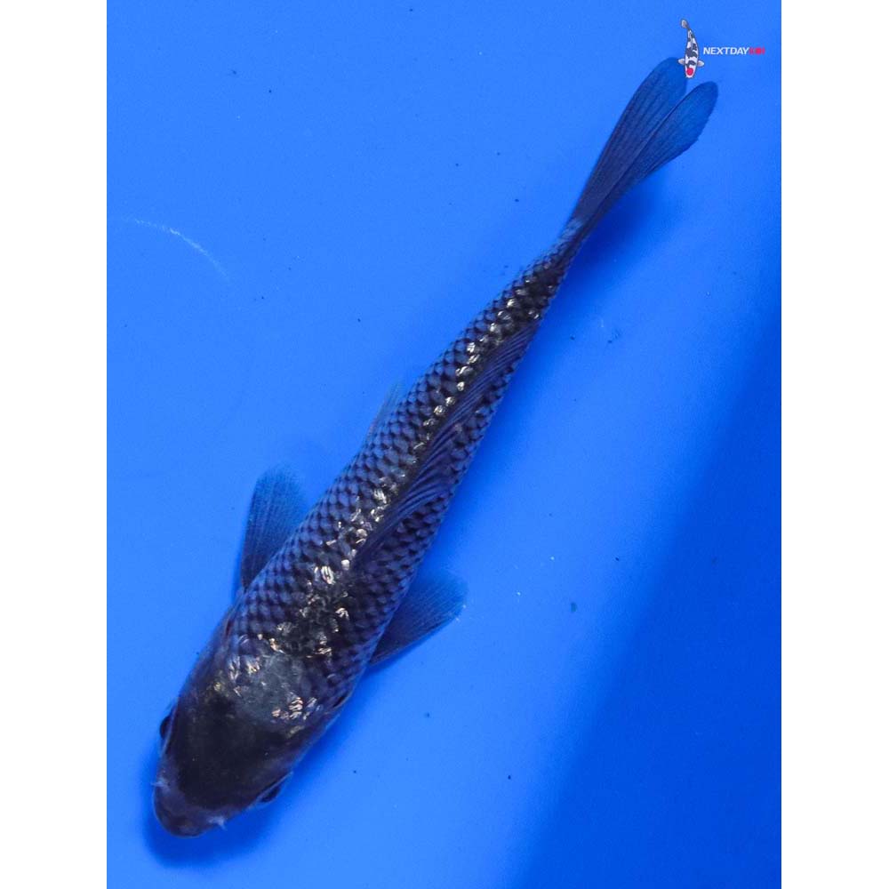 3.5” Imported Gin Rin Matsukawabakke