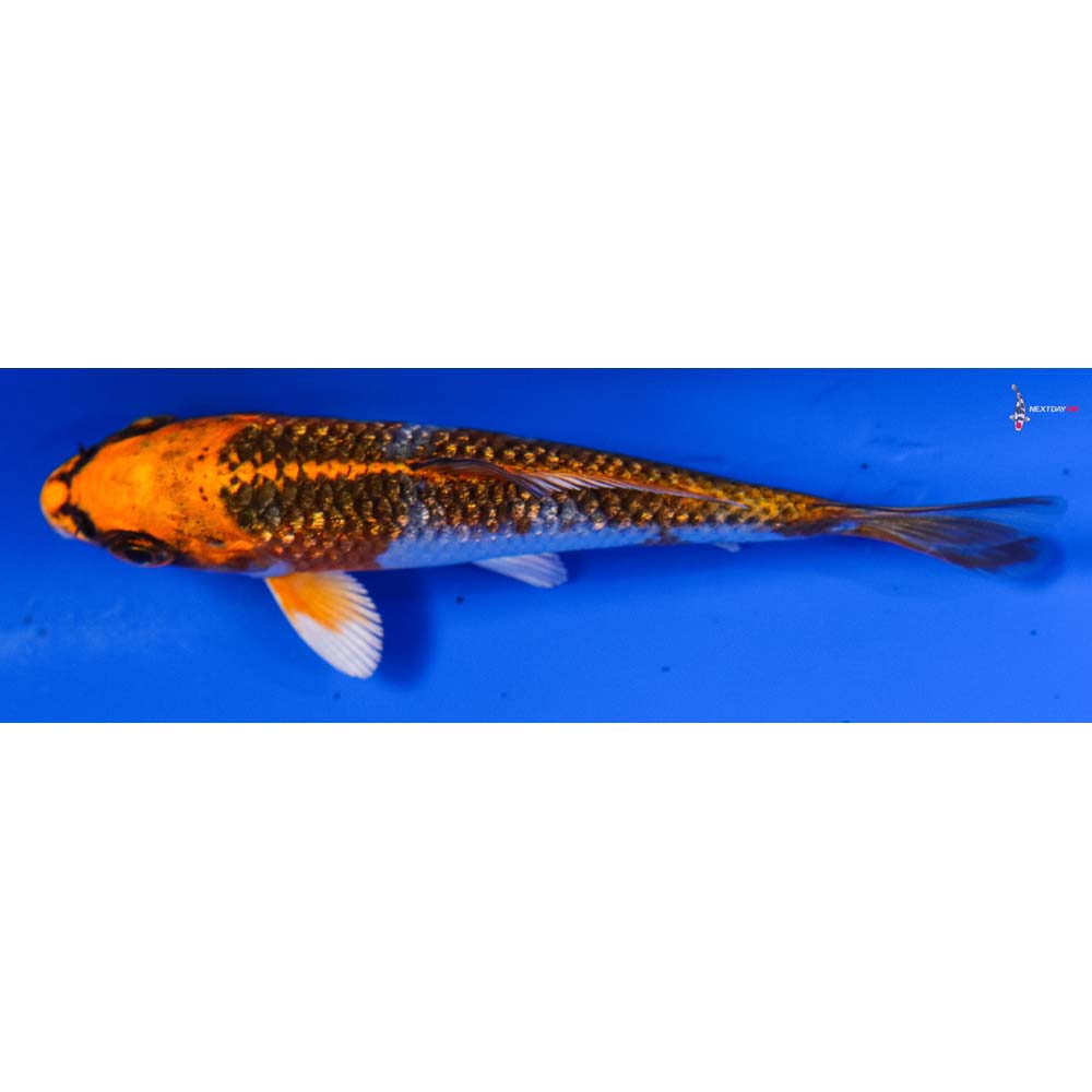 3.5” Imported Gin Rin Kujaku