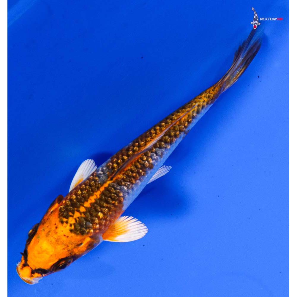 3.5” Imported Gin Rin Kujaku