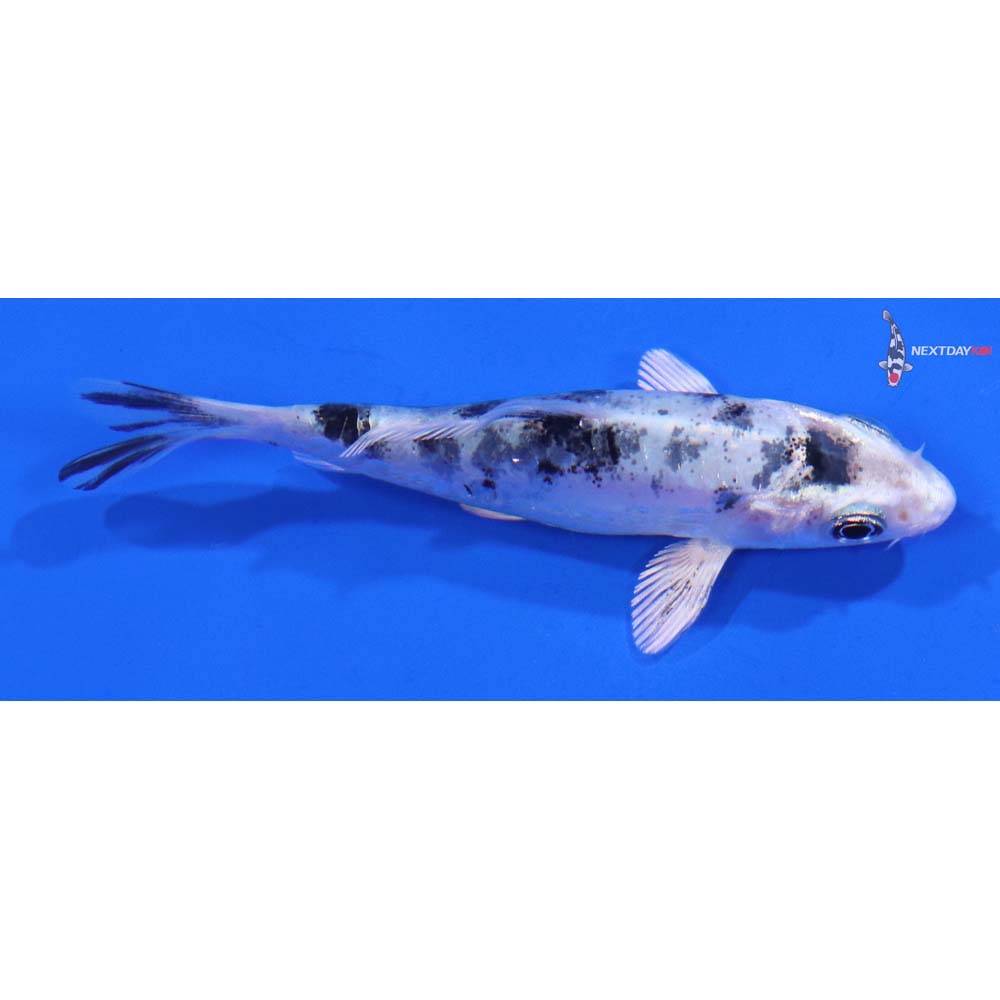 3.5” Imported Gin Shiro Bekko