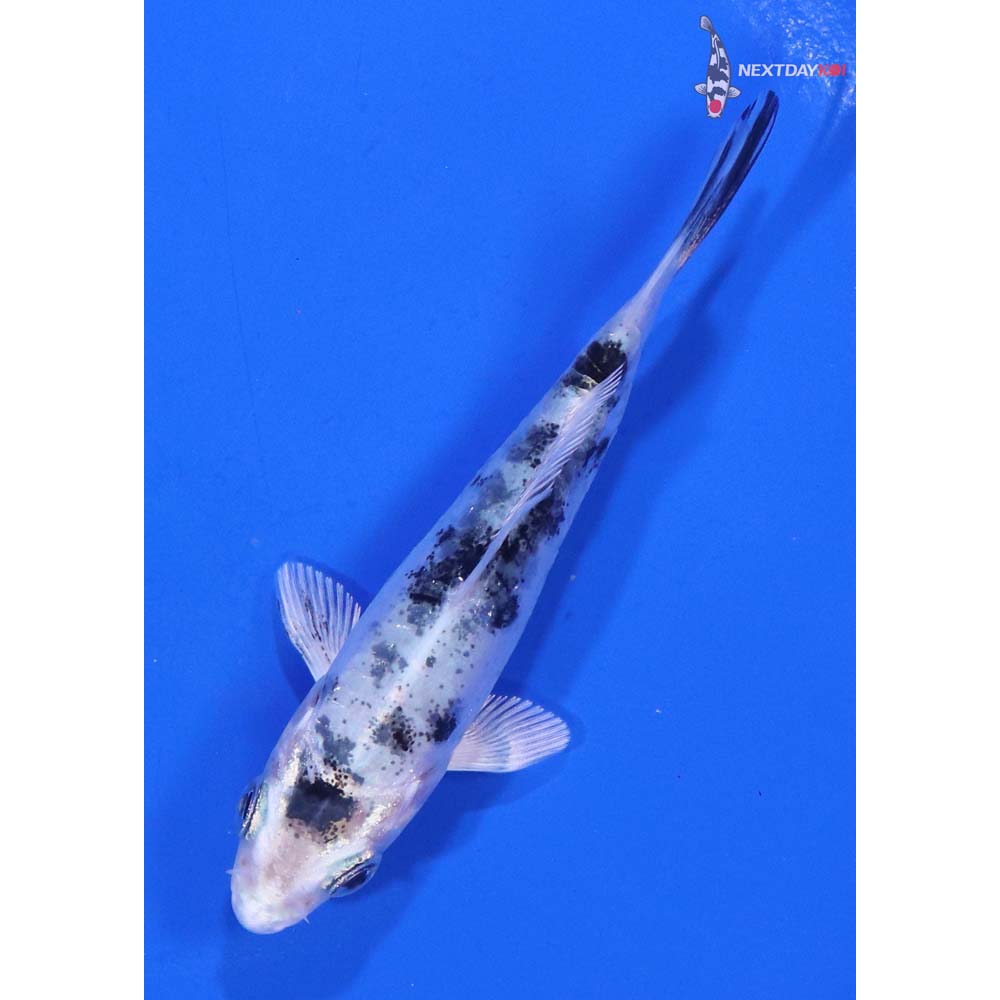 3.5” Imported Gin Shiro Bekko