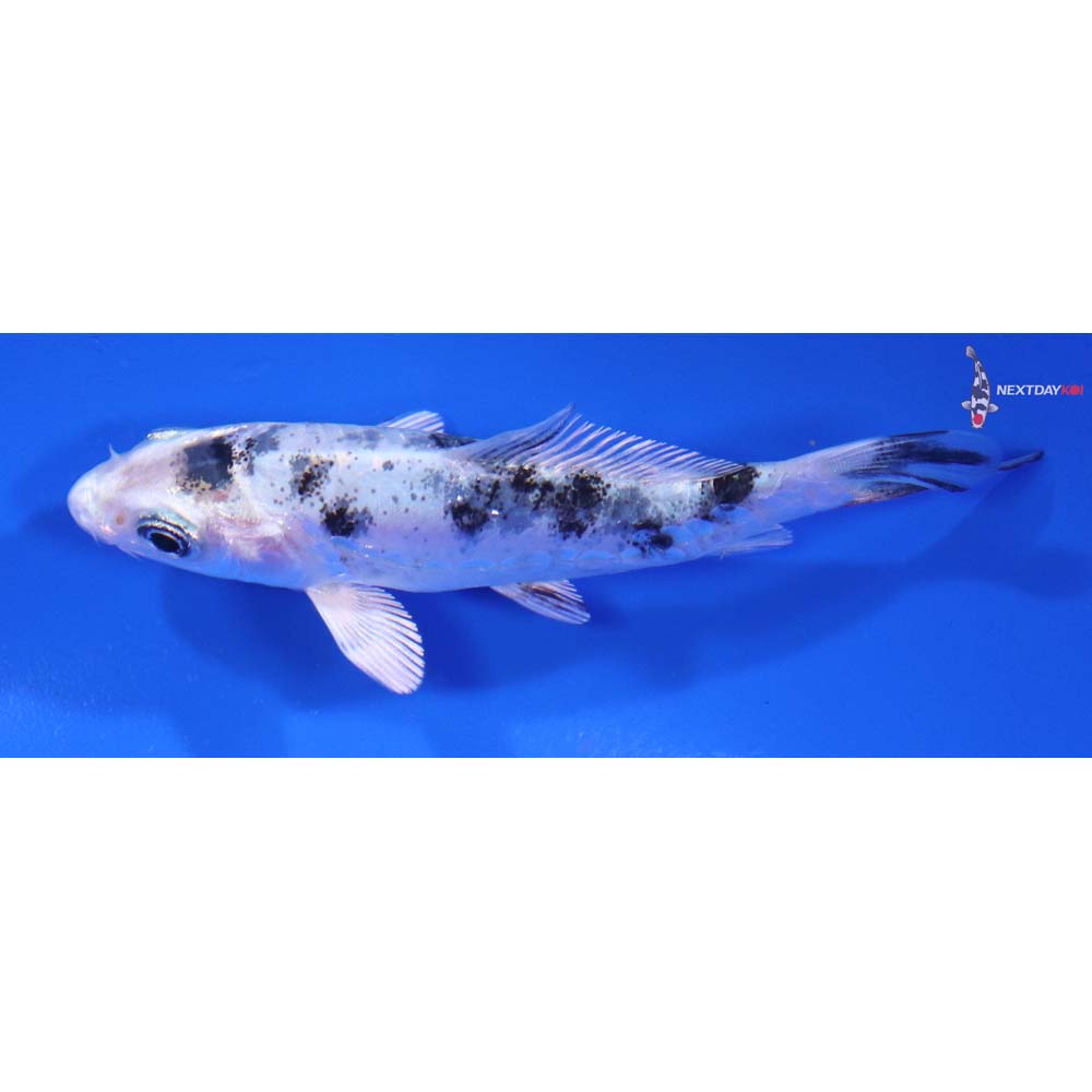 3.5” Imported Gin Shiro Bekko