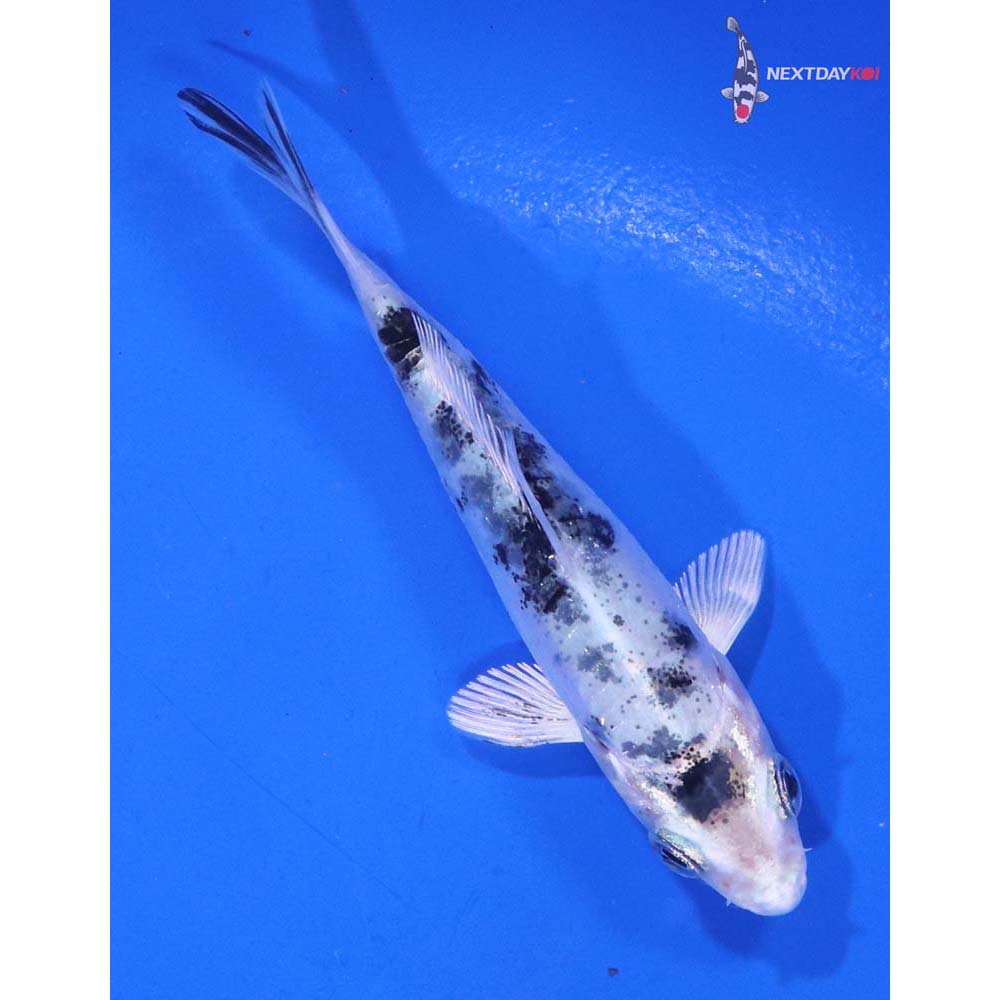 3.5” Imported Gin Shiro Bekko