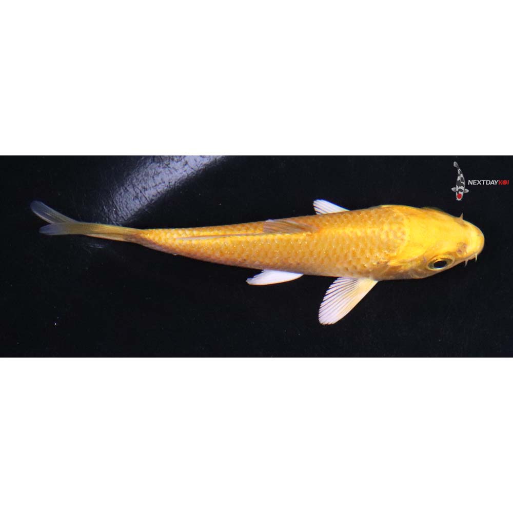 3.5” Imported Yamabuki Ogon