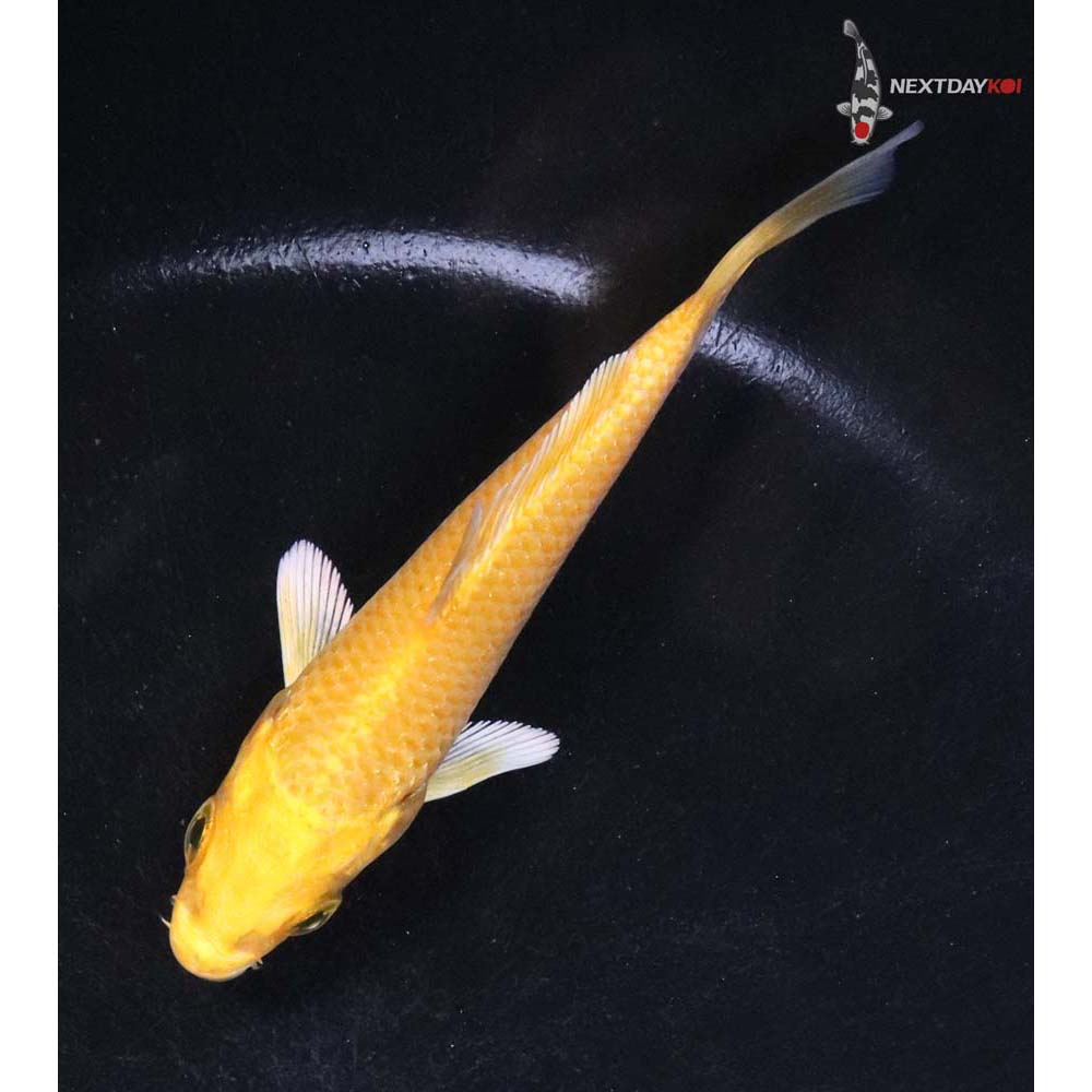 3.5” Imported Yamabuki Ogon