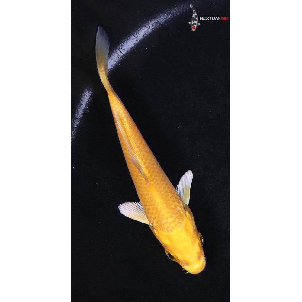 3.5” Imported Yamabuki Ogon