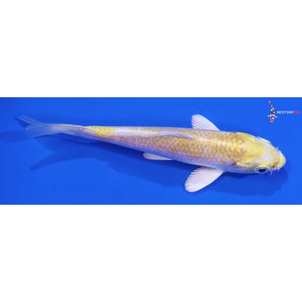 4” Imported Lemon Hariwake