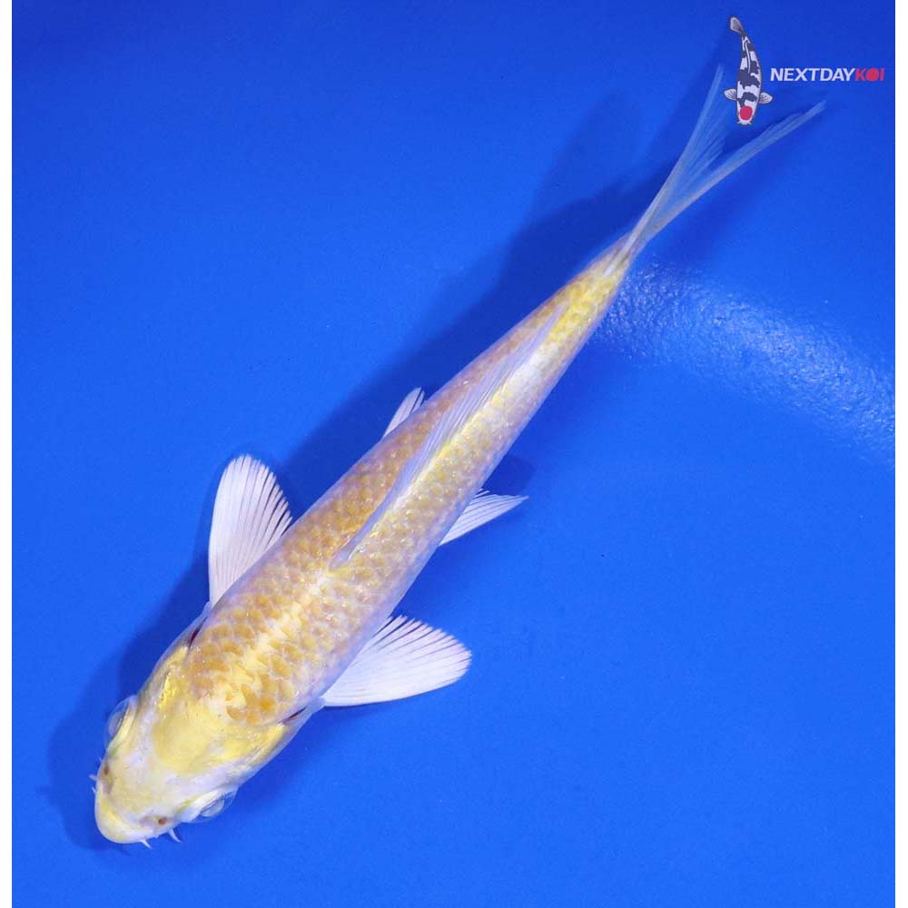 4” Imported Lemon Hariwake