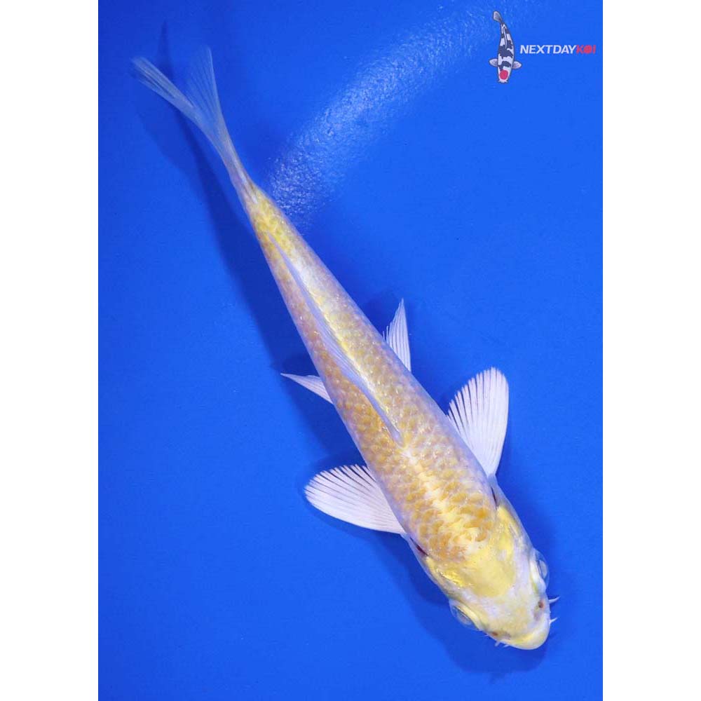 4” Imported Lemon Hariwake