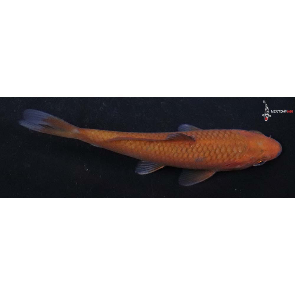 4” Imported Chagoi