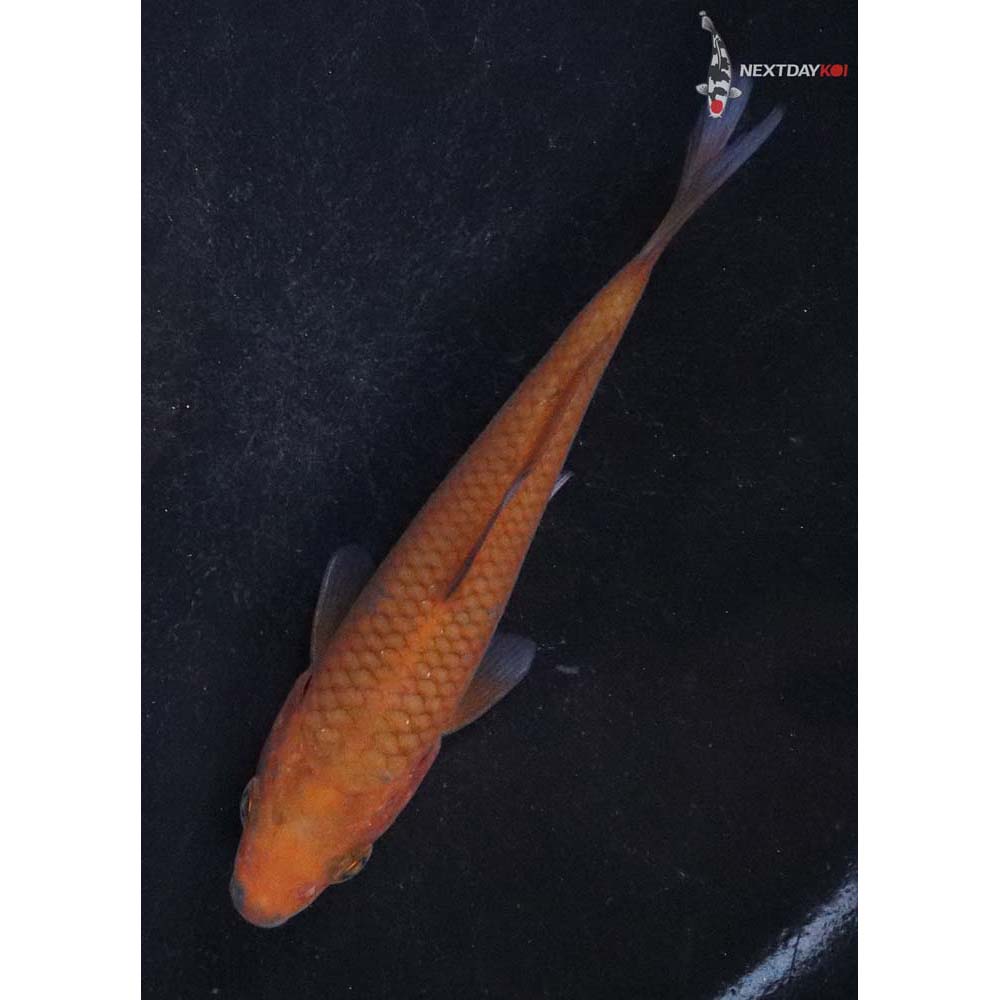 4” Imported Chagoi