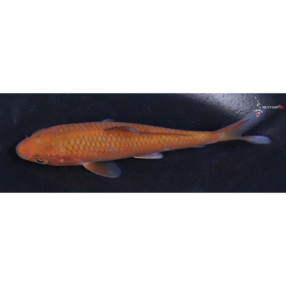 4” Imported Chagoi