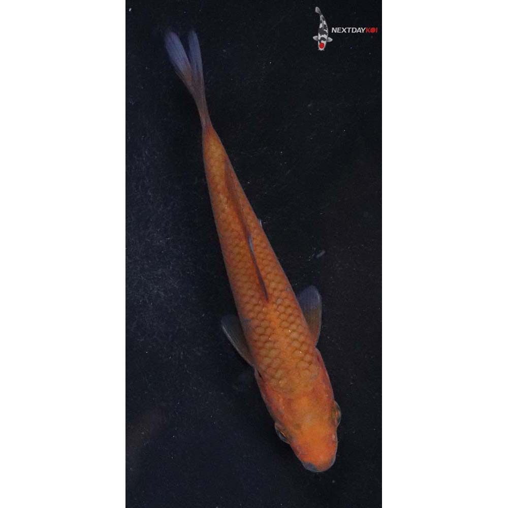 4” Imported Chagoi