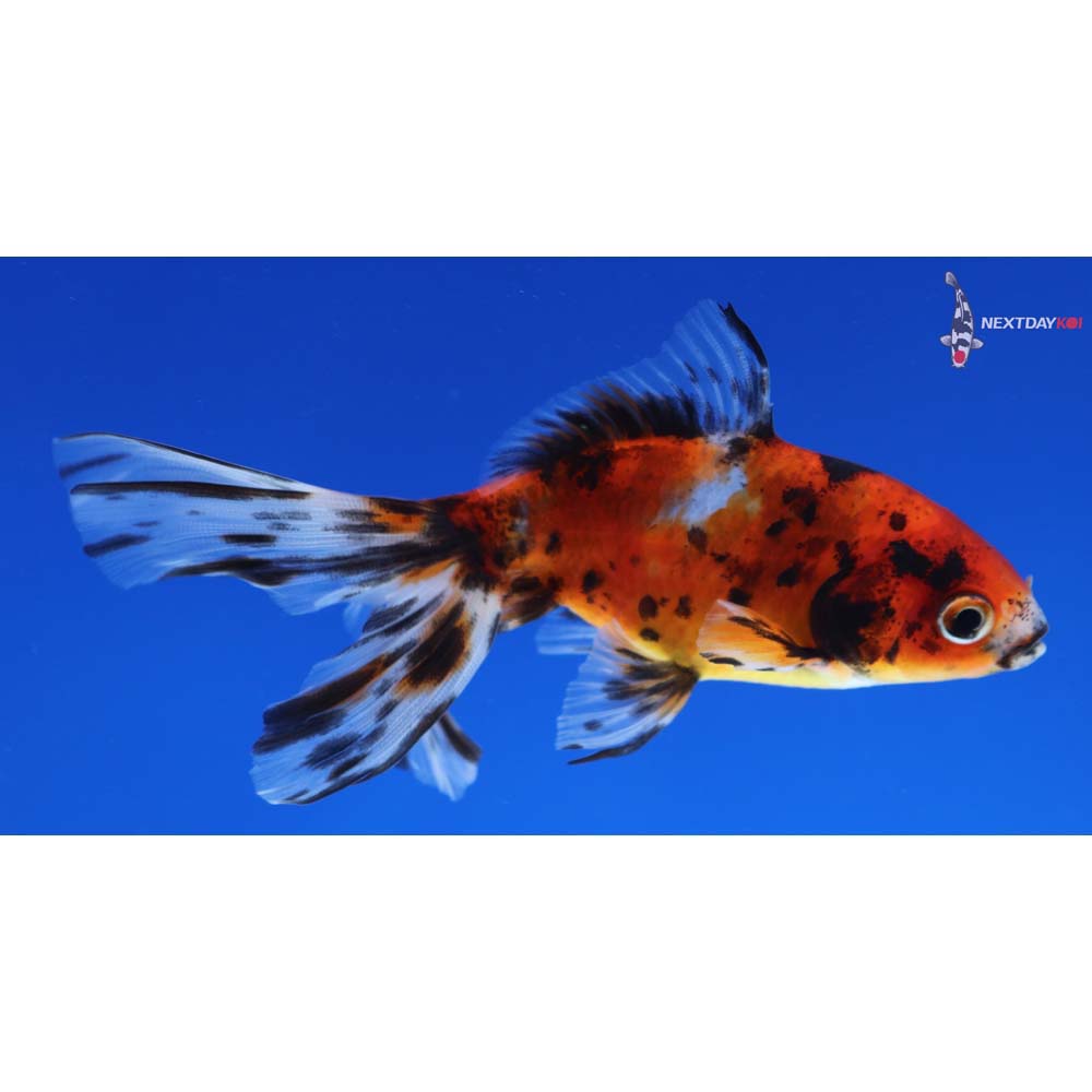 4” Imported Calico Wakin