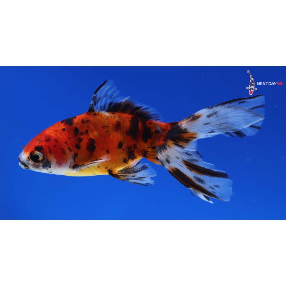 4” Imported Calico Wakin