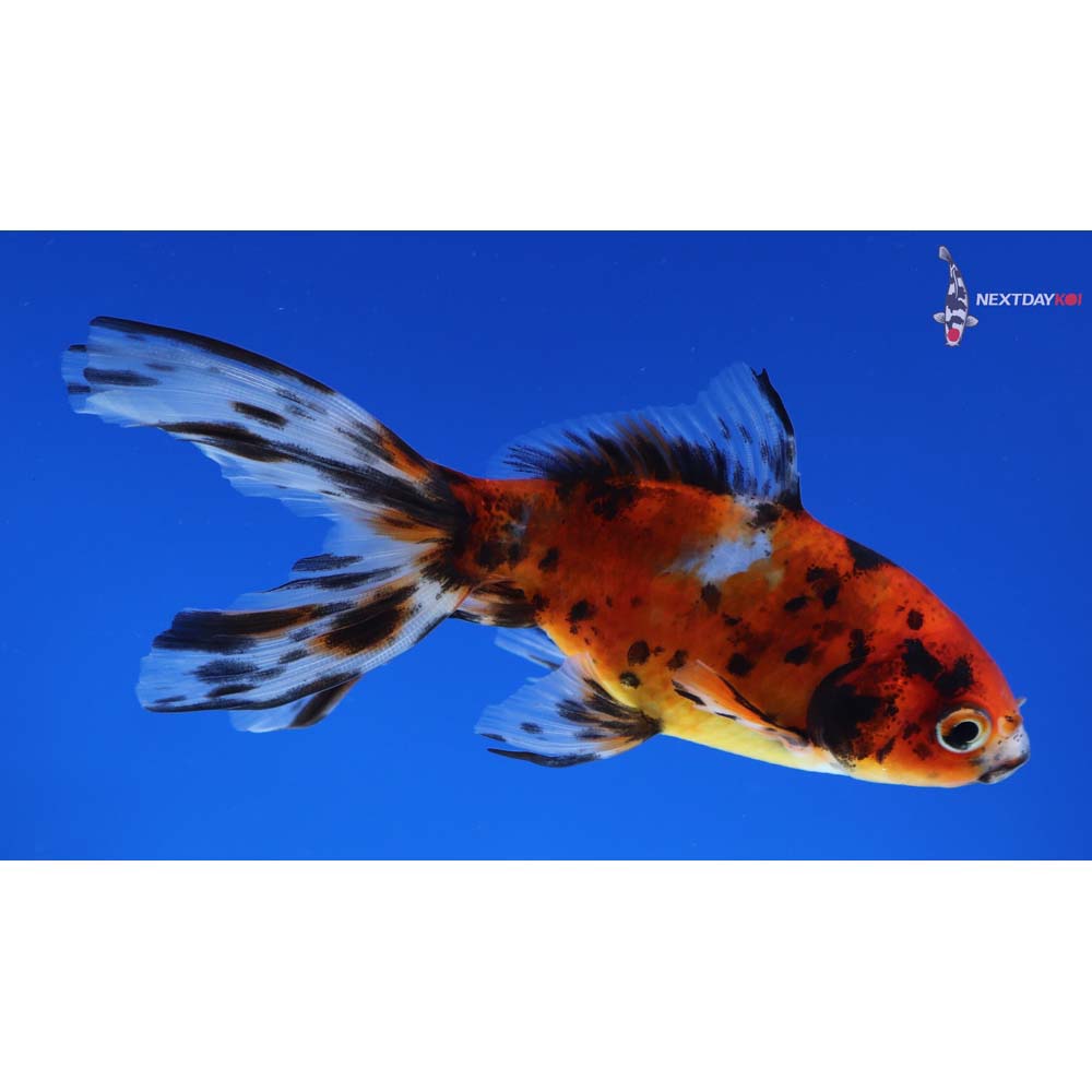 4” Imported Calico Wakin