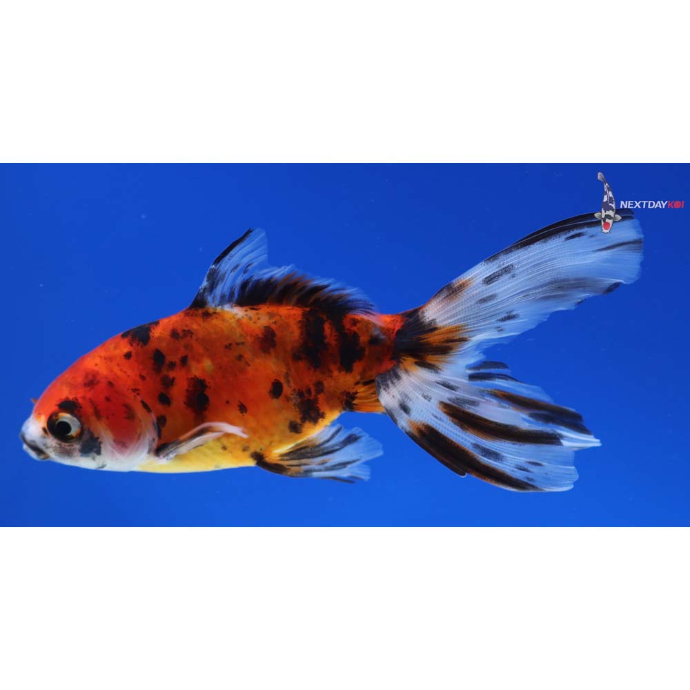 4” Imported Calico Wakin