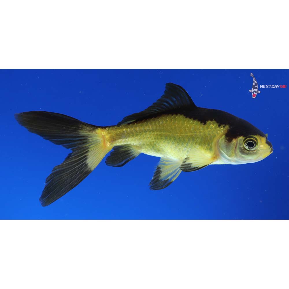 4” Imported Yellow and Black Wakin