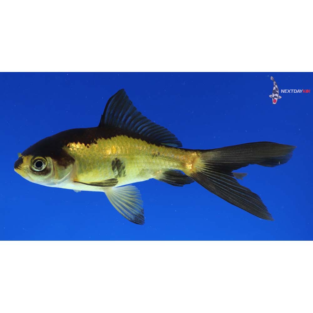 4” Imported Yellow and Black Wakin
