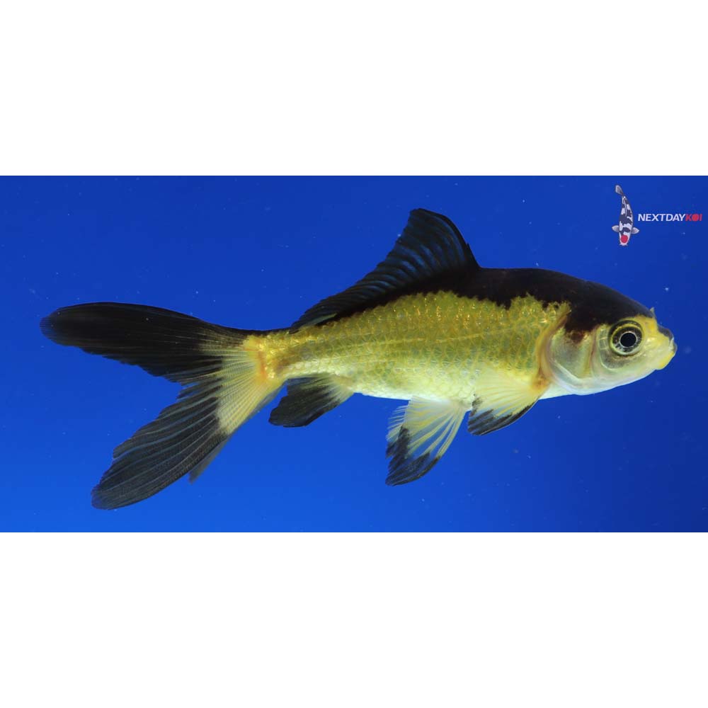 4” Imported Yellow and Black Wakin