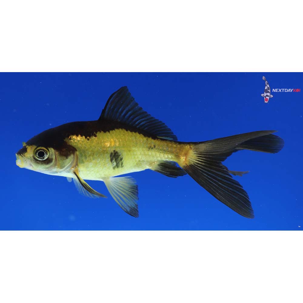 4” Imported Yellow and Black Wakin