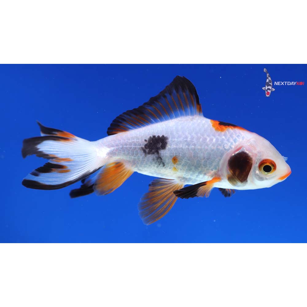 4” Imported Tri Color Wakin