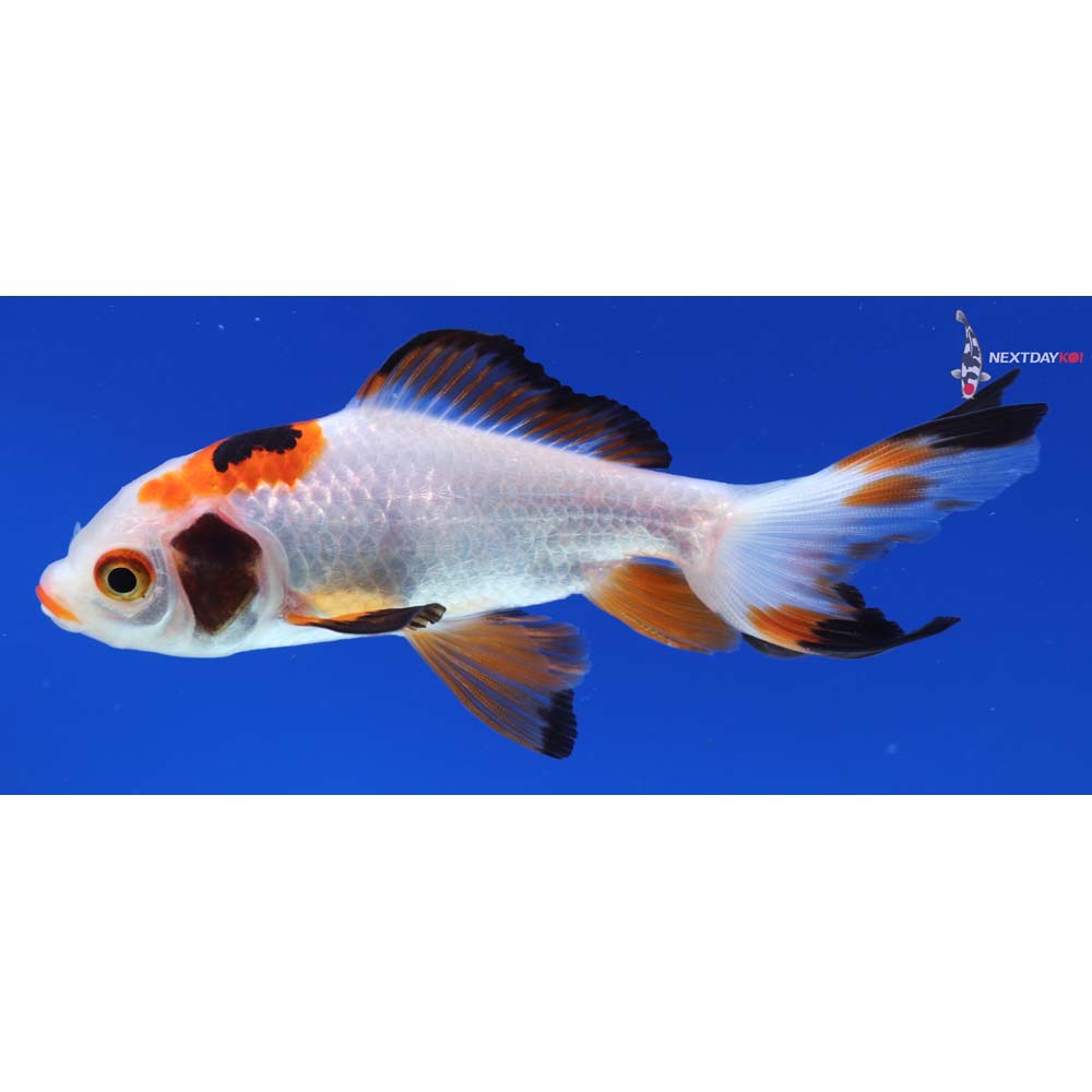 4” Imported Tri Color Wakin