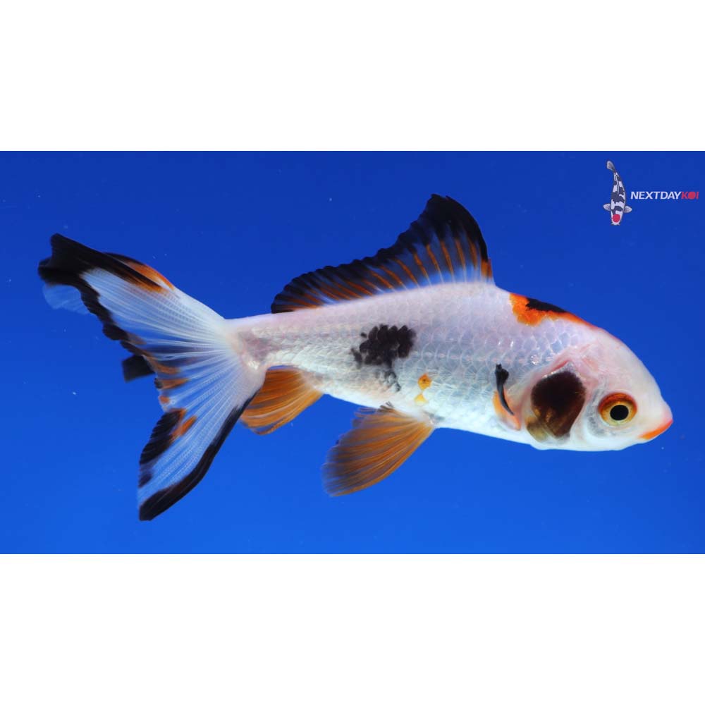 4” Imported Tri Color Wakin